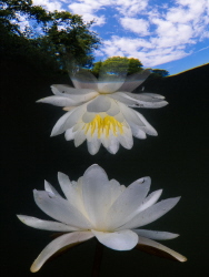 Lily and the same mirrored lily in a small lake in the Ne... by Brenda De Vries 